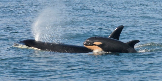 Scientists discover killer whales engage in infanticide, just like many other mammal species.