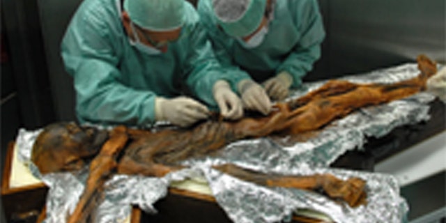 Scientists take samples from Ötzi's stomach during an exam in Bolzano, Italy, in November 2010. (Credit: South Tyrol Museum of ArchaeologyEuracM. Samadelli)