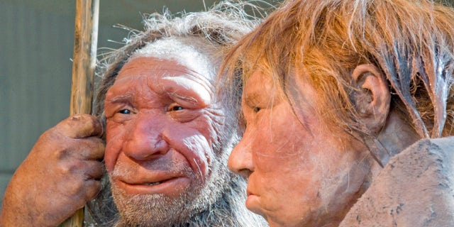 FILE - This Friday, March 20, 2009 file photo shows reconstructions of a Neanderthal man, left, and woman at the Neanderthal museum in Mettmann, Germany. (AP Photo/Martin Meissner)