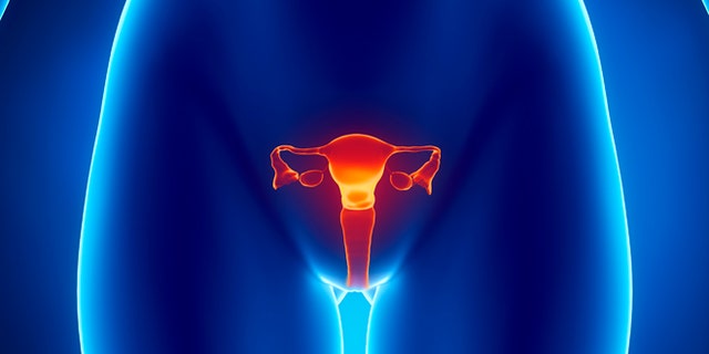 Anterior view of uterus, fallopian tube, ovary, cervix.
