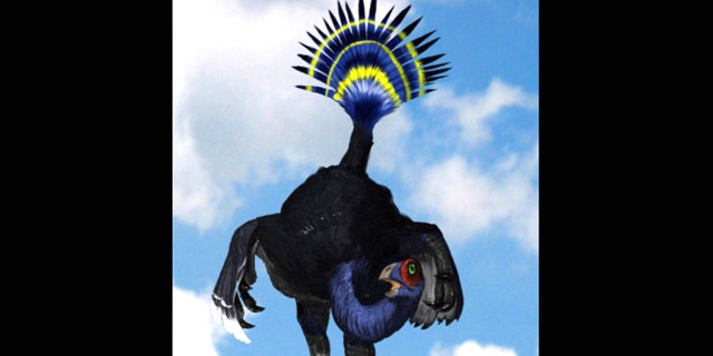 Like modern-day peacocks, Oviraptor dinosaurs may have strut their stuff by shaking a flexible tail feather like a fan.