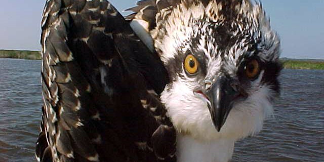 This 2017 photo from a U.S. Fish and Wildlife Service motion-activated camera shows an osprey at the Back Bay National Wildlife Refuge in Virginia. 