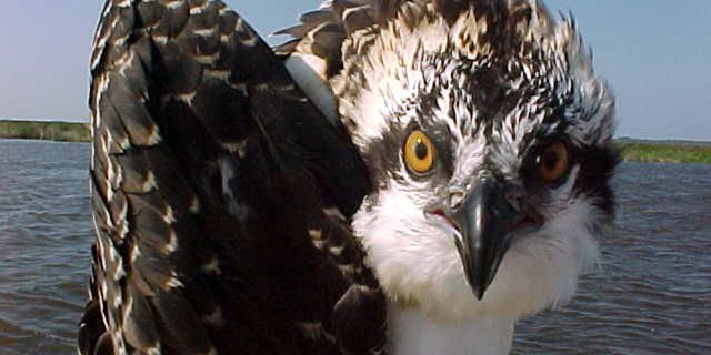 This 2017 photo from a U.S. Fish and Wildlife Service motion-activated camera shows an osprey poses at the Back Bay National Wildlife Refuge in Virginia. Motion-detecting wildlife cameras are yielding serious science as well as amusing photos. From ocelots in the desert to snow-loving lynx high in the Northern Rockies, remote cameras are exposing elusive creatures like never before. (U.S. Fish and Wildlife Service via AP)