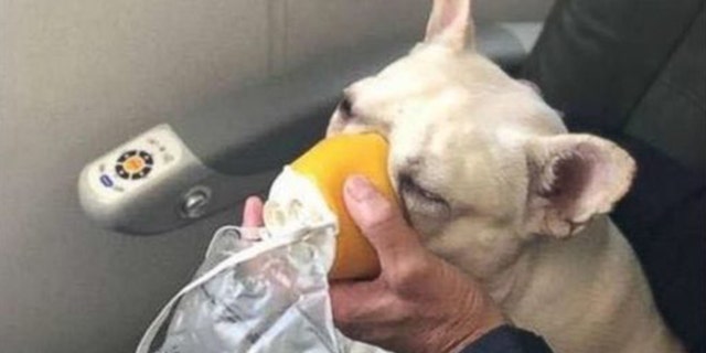 A French bulldog was rescued on a JetBlue flight by a quick-thinking airline crew.