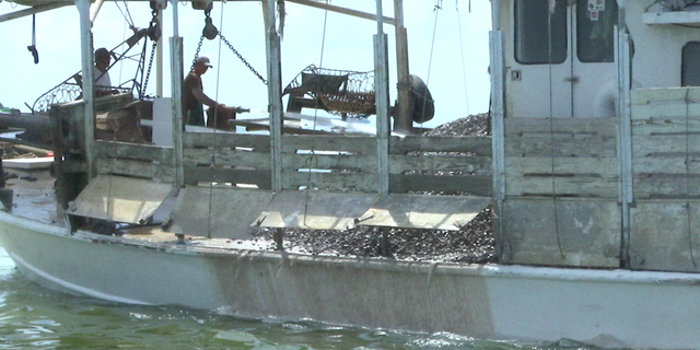 Limestone will provide a substrate for oysters, allowing them to have something to hold on to when they spawn.