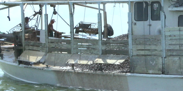 Limestone will provide a substrate for oysters, allowing them to have something to hold on to when they spawn.