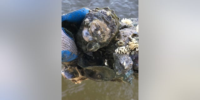 Oyster drills prey upon oysters in the Apalachicola Bay. Elevated salinity fosters greater density of these predators.