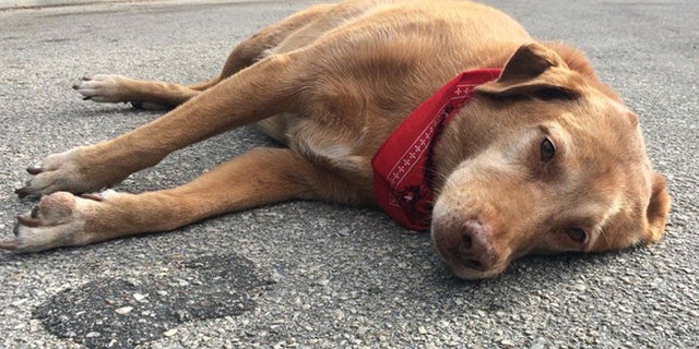 Paco remains at spot where his owner was dragged to her death by semi-truck.(ActionNewsJax)