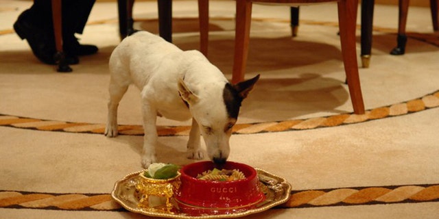 The VIP Pet Program