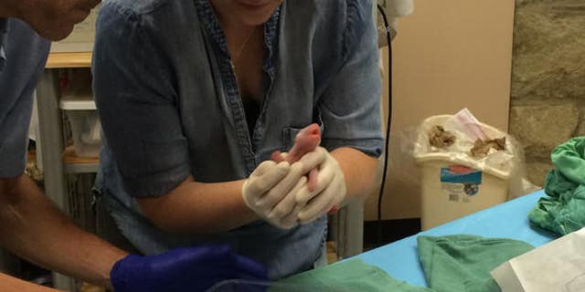 The second-retrieved cub squirms as a team examines its weight, length, mouth, heart rate and breathing.
