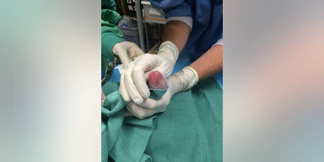 Veterinarians swaddle and examine the first-retrieved cub. Its sex won't be determined until a later date.
