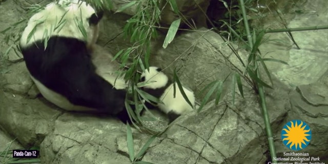 (Smithsonian’s National Zoo)
