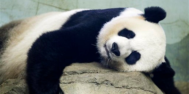 The Smithsonian National Zoo's Giant Panda Mei Xiang. (AP Photo/Jacquelyn Martin)