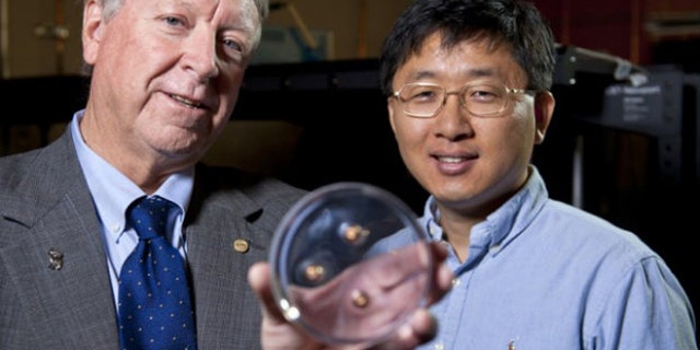 Rice University scientists Ned Thomas (left) and Jae-Hwang Lee with the material that stopped three bullets.