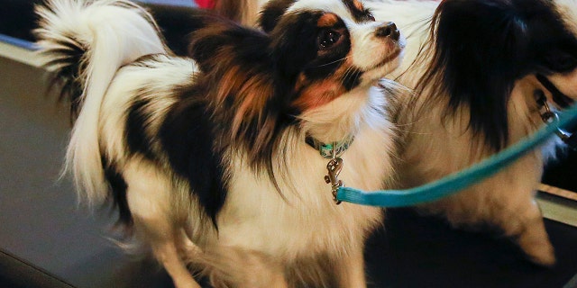 Bridges has been accused of allowing a client's Papillon, like the one pictured here, to be hit by a car.