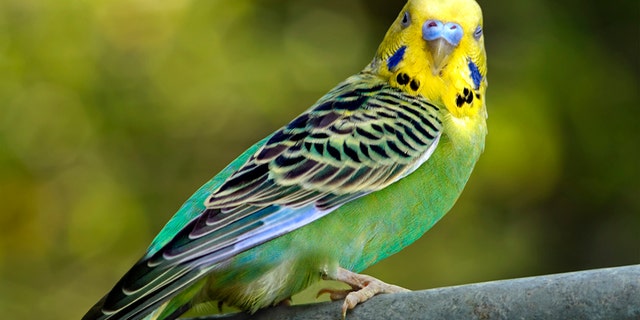 A New York man who earlier this year allegedly "snapped" his ex-wife’s parakeet in two in the midst of an altercation reportedly pleaded guilty to some charges this week that stemmed from the incident.