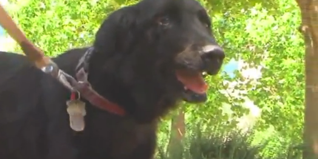 Leah, a 4-year-old border collie, became paralyzed after possibly getting kicked in the head by a deer or getting hit by a car. But thanks to a surgery at UC Davis' veterinary hospital, plus rehabilitation, she can walk again.