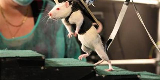 In this photo provided by the Ecole Polytechnique Federale de Lausanne, a previously paralyzed rat in a special harness walks voluntarily after several weeks of rehabilitation in a laboratory in Switzerland. (AP Photo/Ecole Polytechnique Federale de Lausanne)