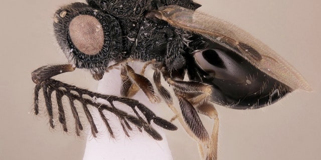 The new parasitoid wasp species, <i>Dendrocerus scutellaris</i>, wears a saw of sorts on its back.