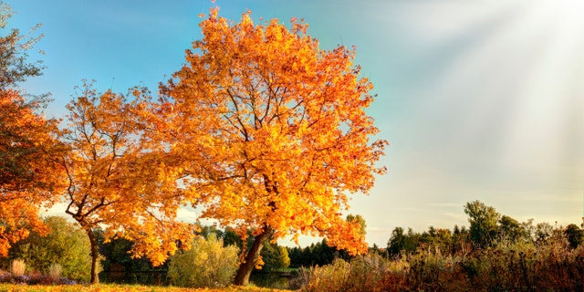 Autumn scenery with dry leaves and sunshine