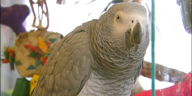 Dr. Hess says African Grey Parrots (above) can sense human emotions and talk, which can be beneficial to those with PTSD