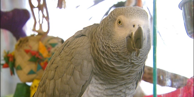 Funny: Parrot uses owner's Amazon Alexa to order shopping, play music Parrot_0