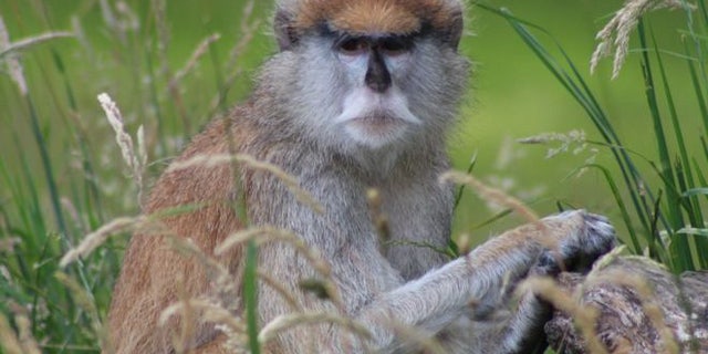 Several Patas monkeys, like the one seen above, were killed when a fire broke out at Woburn Safari Park in the U.K.