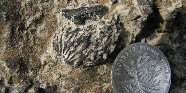 Fossilized peach pits discovered in China dating back more than 2.5 million years are identical to pits found in modern varieties of the fruit. The discovery indicates peaches evolved through natural selection, long before humans arrived and do