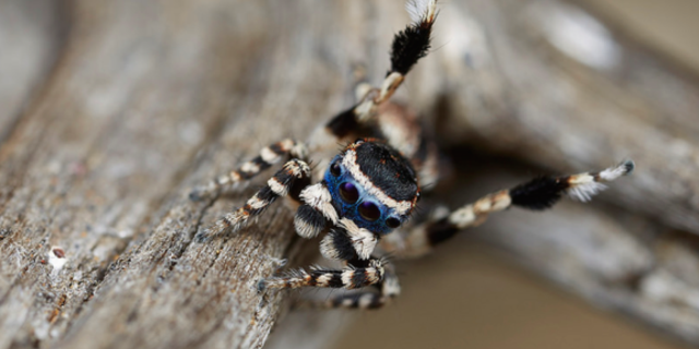 A male Maratus personatus lifts a leg as part of his impressive mating dance.