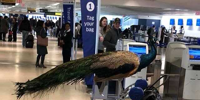 Dexter the peacock caused quite the stir at Newark Liberty International Airport on Jan. 28.