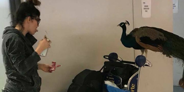 It is not clear if the woman pictured in the above photo is the owner of the peacock, or whether the pair made it to their intended destination.