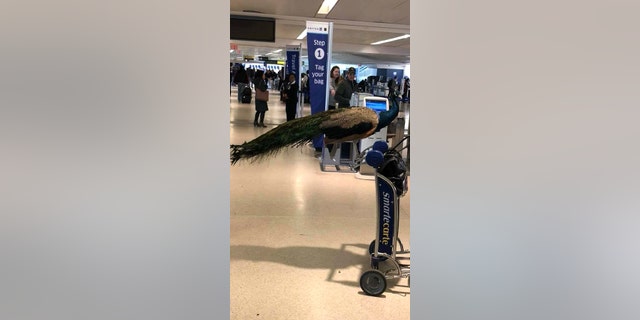 United's decision to deny the peacock comes on the heels of Delta's controversial crackdown of support animals.