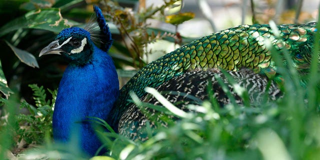 A wild peacock in Arcadia, Calif., wreaked havoc on the Royal Oaks liquor store.