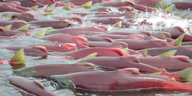 pebble-mine-salmon