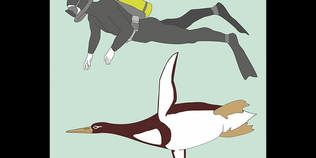 penguin-fossil