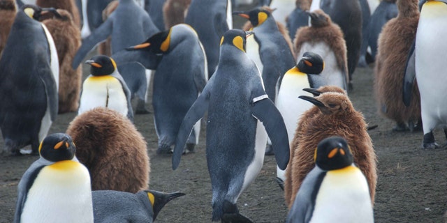 A King penguin with a tracking band on its flipper walks among other adults and juveniles on the sub-antarctic island of Crozet. A new study now shows these bands have hugely detrimental impact.