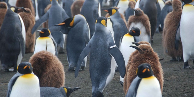 A King penguin with a tracking band on its flipper walks among other adults and juveniles on the sub-antarctic island of Crozet. A new study now shows these bands have hugely detrimental impact.