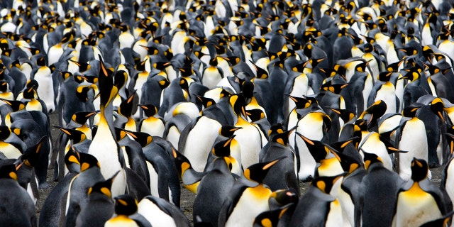 972 students dressed like penguins and broke the world record
