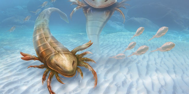 This illustration shows two adult sea scorpions that lived during the Ordovician period about 460 million years ago.