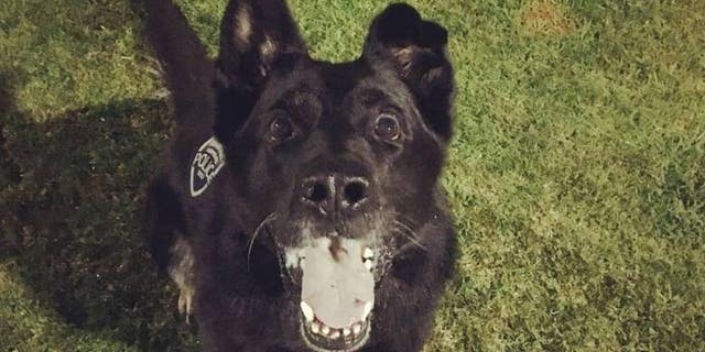Perro, a K9 dog with the Fountain Valley Police Department, was punched while helping officers arrest a suspect.