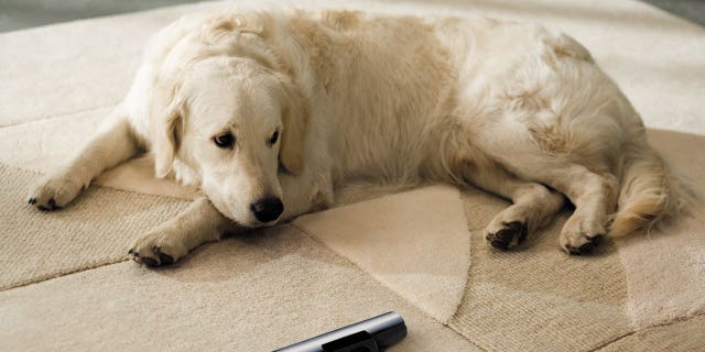 Leaving evidence of pets can be a major turn-off for potential buyers.