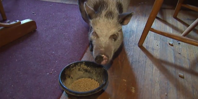Dumplin's owner told FOX59 she was just happy the pig wasn't hurt during the burglary.