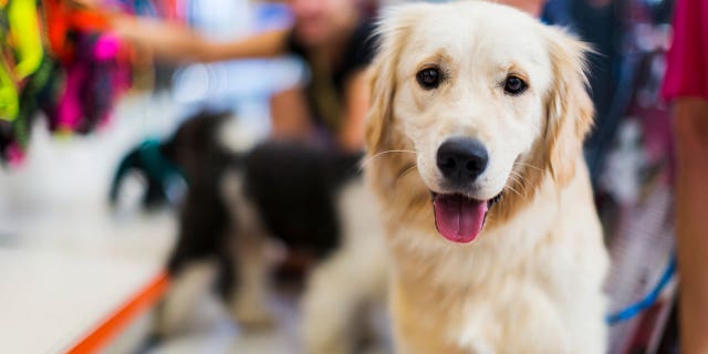 Animal advocacy organizations are seeing more reports of animals being relinquished at shelters.
