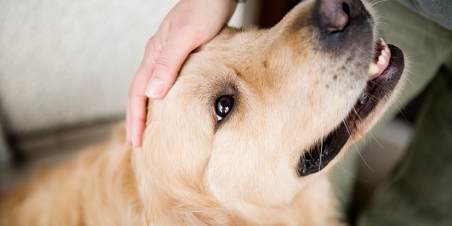 The study's new findings about dogs and tears came as a surprise, said the lead researcher. 