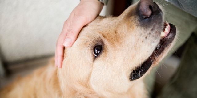 The study's new findings about dogs and tears came as a surprise, said the lead researcher.