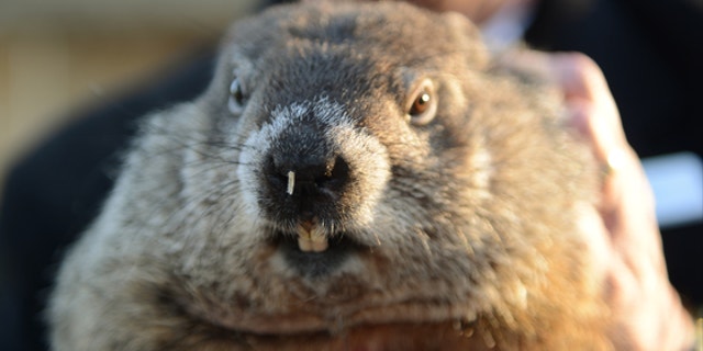 Groundhog co-handler Ron Ploucha holds up groundhog Punxsutawney Phil after Phil's annual weather prediction on Gobbler's Knob on the 130th Groundhog Day in Punxsutawney, Pennsylvania.