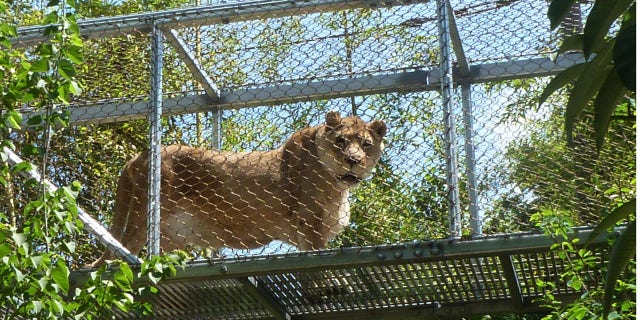 This undated photo provided by the Philadelphia Zoo shows an African lion named Zenda at the zoo.
