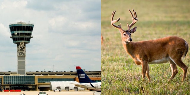 philly airport deer istock