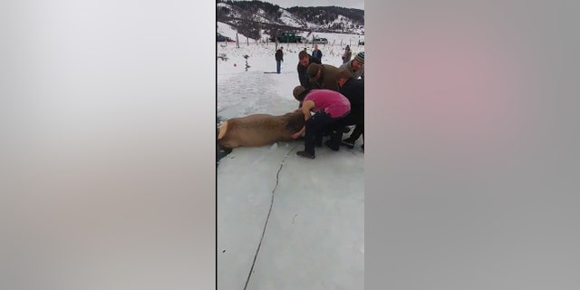 All 13 animals were rescued.