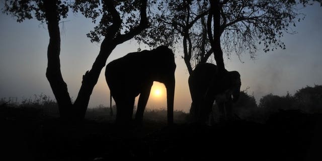 This file photo shows elephants resting under a tree in Chitwan, some 150 km southwest of Kathmandu, on December 29, 2011. An elephant trampled a 12-year-old girl to death after dragging her away from her home in a remote region of southeastern Nepal on Monday, according to police.